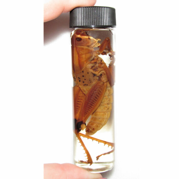 Real Red Orange Grasshopper Preserved in Glass Vial Wet Specimen Taxidermy 4in Vial