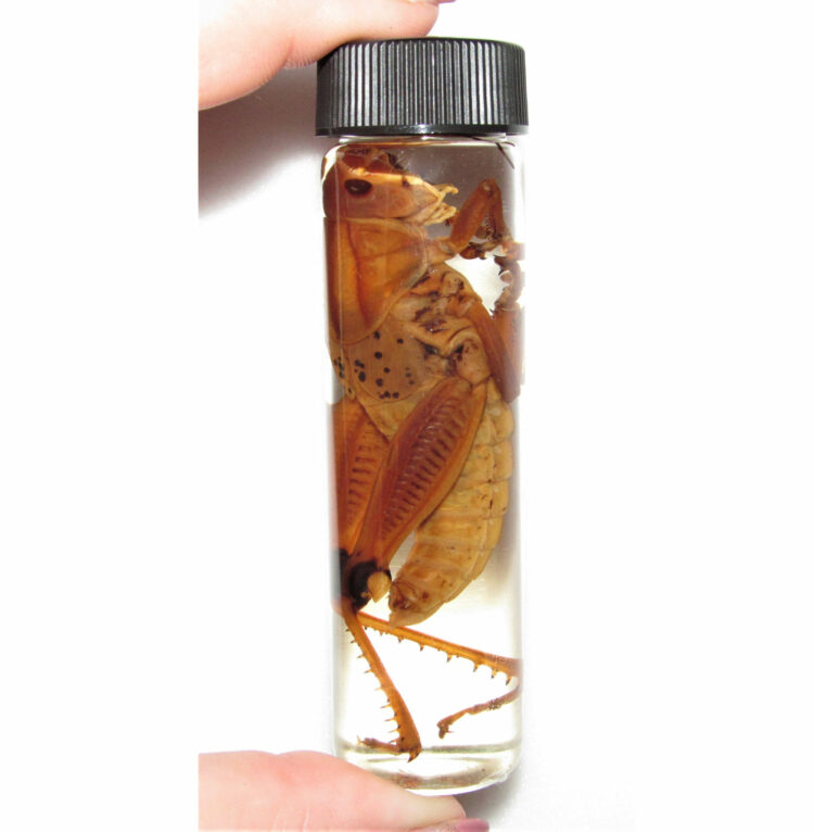 Real Red Orange Grasshopper Preserved in Glass Vial Wet Specimen Taxidermy 4in Vial