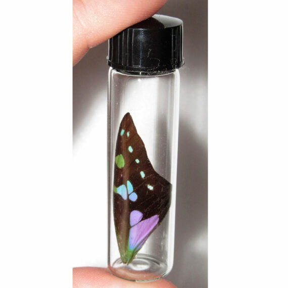 Real Green Purple Graphium Weiskei Butterfly Fairy Wing Preserved in Glass Vial Taxidermy Entomology Insect Bug