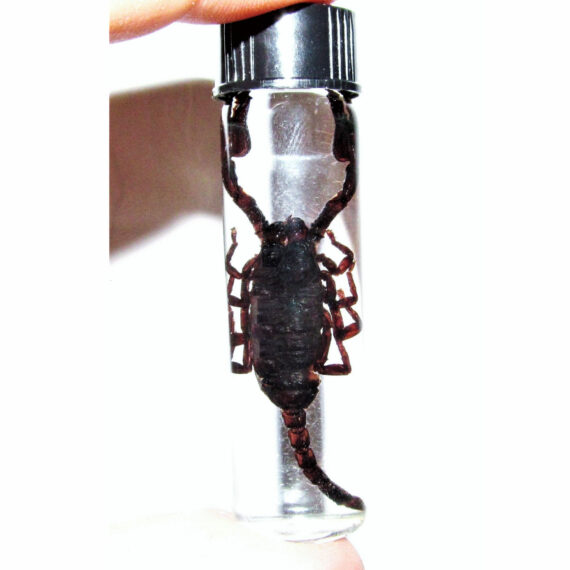 REAL black scorpion Preserved in Glass Vial Wet Specimen Taxidermy Entomology 2.5in vial
