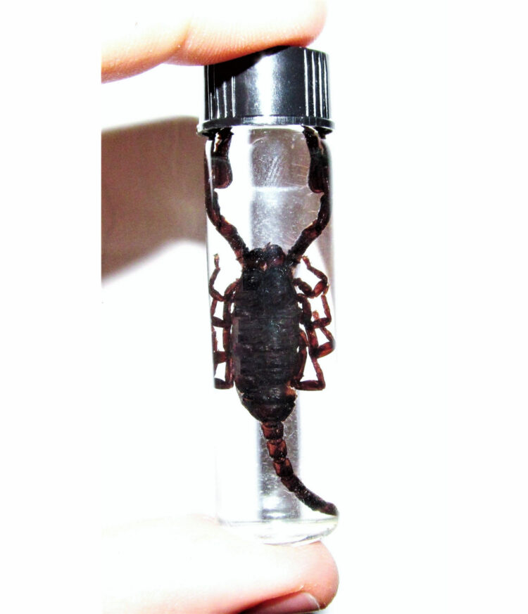 REAL black scorpion Preserved in Glass Vial Wet Specimen Taxidermy Entomology 2.5in vial