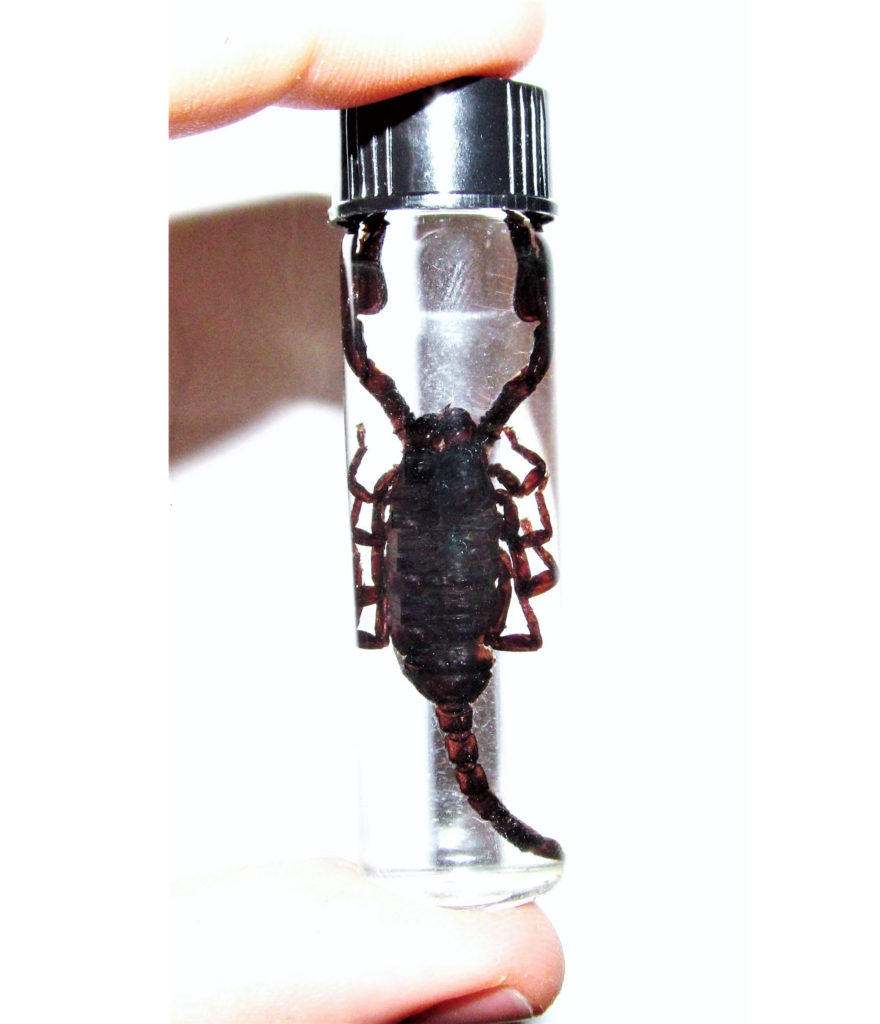 Preserved Emperor Scorpion Wet Specimen