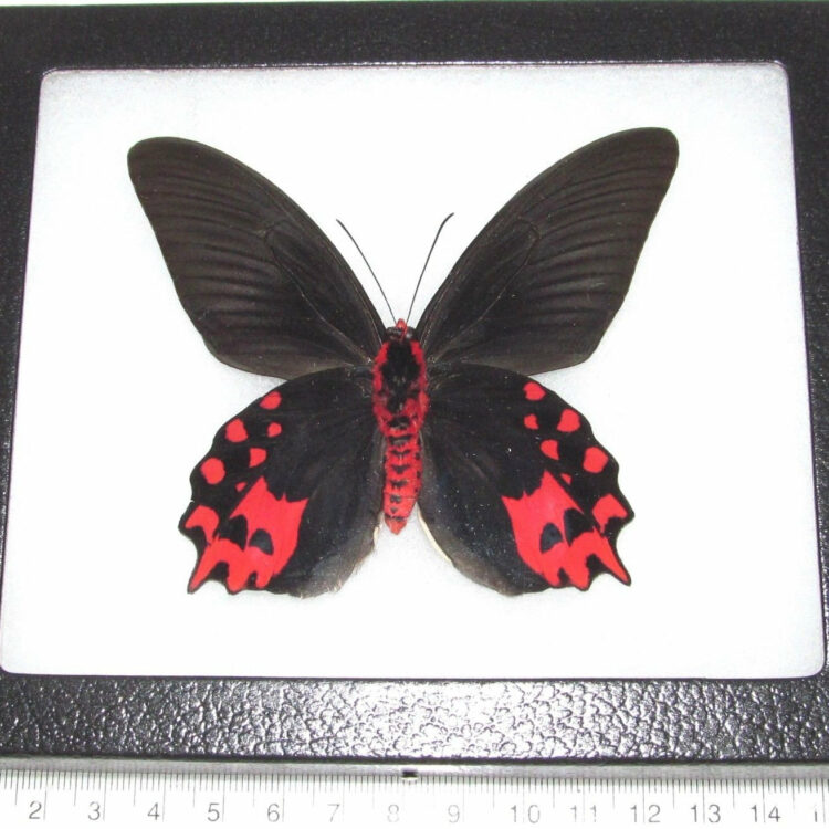 REAL framed butterfly pink red Atrophaneura semperi male