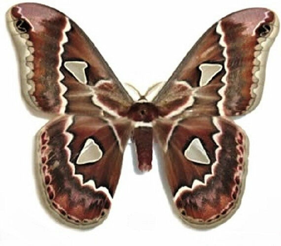 ONE real saturn moth Rothschildia cincta Arizona