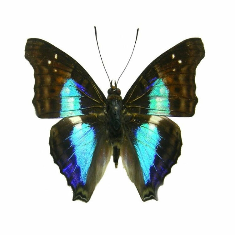 ONE Real Butterfly Blue Doxocopa cherubina Peru