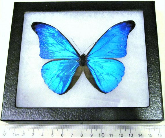 Real Framed Butterfly Blue Morpho rhetenor cacica male Peru