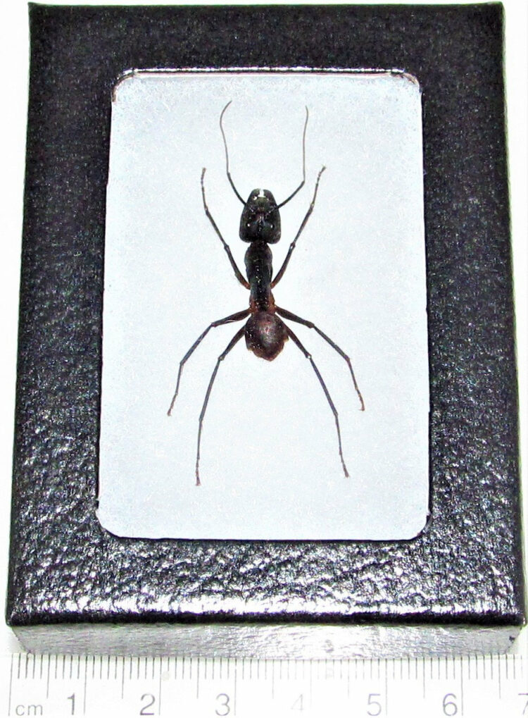 Real Framed Huge Giant Bullet Ant Camponotus gigas Largest Ant in the World