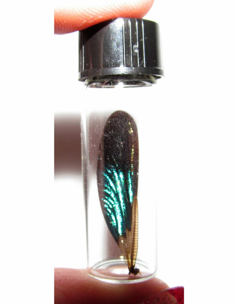Real Green Black Dragonfly Fairy Wing Preserved in Glass Vial Taxidermy Entomology Insect Bug