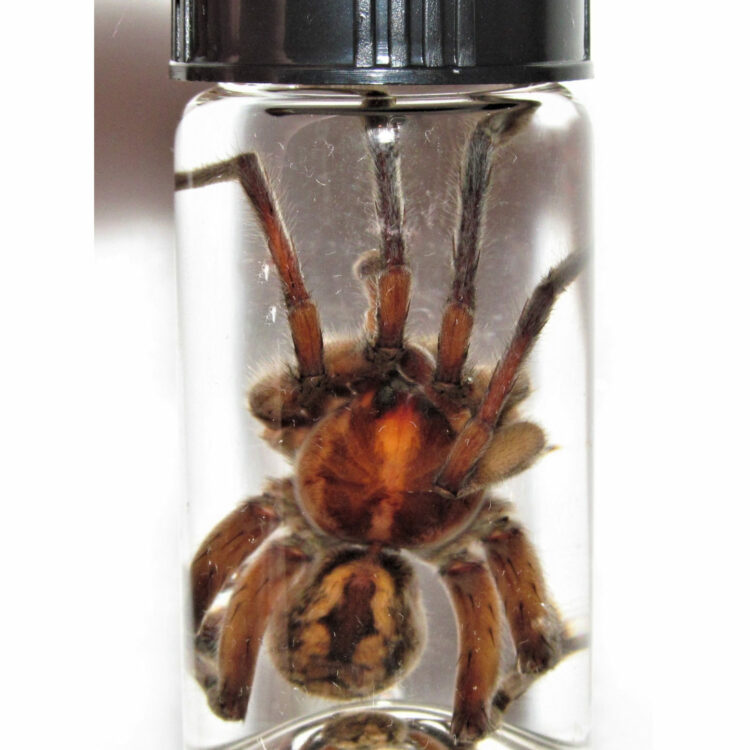 REAL HUGE Arizona Wolf Spider Tarantula Preserved in Glass Vial Wet Specimen Taxidermy Entomology 2.5in vial
