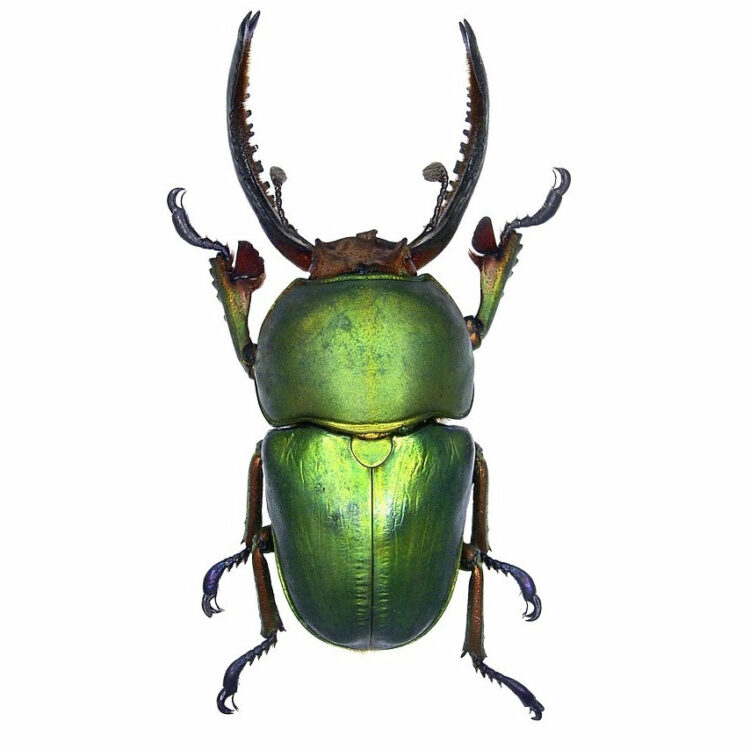 WHOLESALE lot of 10-  Real Green Lamprima Adolphinae Beetle Insect Artwork Wholesale