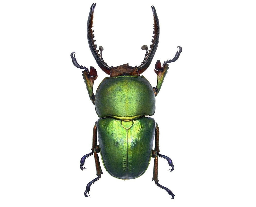 WHOLESALE lot of 10-  Real Green Lamprima Adolphinae Beetle Insect Artwork Wholesale