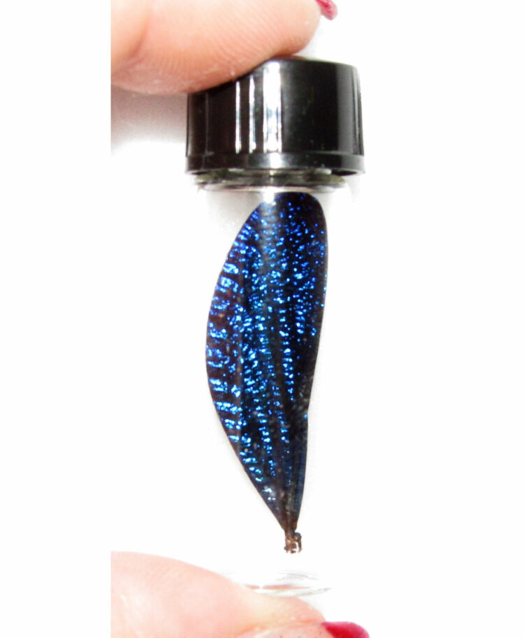 Real Blue Dragonfly Fairy Wing Preserved in Glass Vial Taxidermy Entomology Insect Bug
