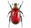 One Real red scarab beetle Torynorrhina flammea Thailand