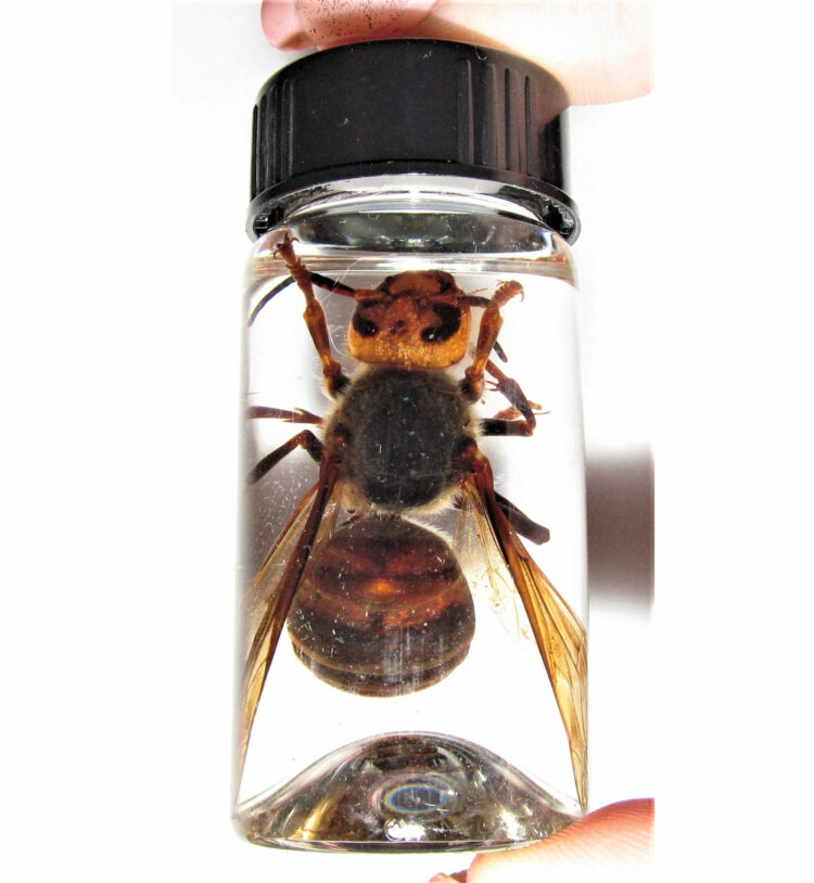 Real Japanese Hornet Wasp Vespa Mandarinia Preserved in Glass Vial Wet Specimen Taxidermy Entomology 2.5in vial