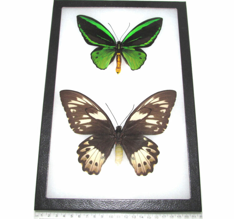REAL framed butterfly green black Ornithoptera priamus poseidon birdwing Arfak Indonesia pair male female