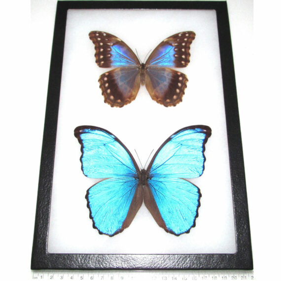 Real framed butterfly blue peruvian morpho didius pair male female