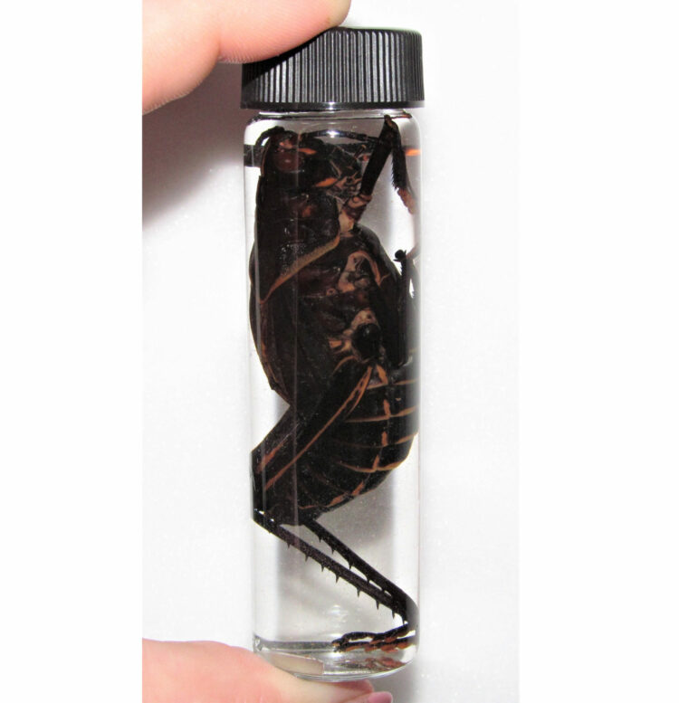 Real Red Eyes Grasshopper Preserved in Glass Vial Wet Specimen Taxidermy 4in Vial