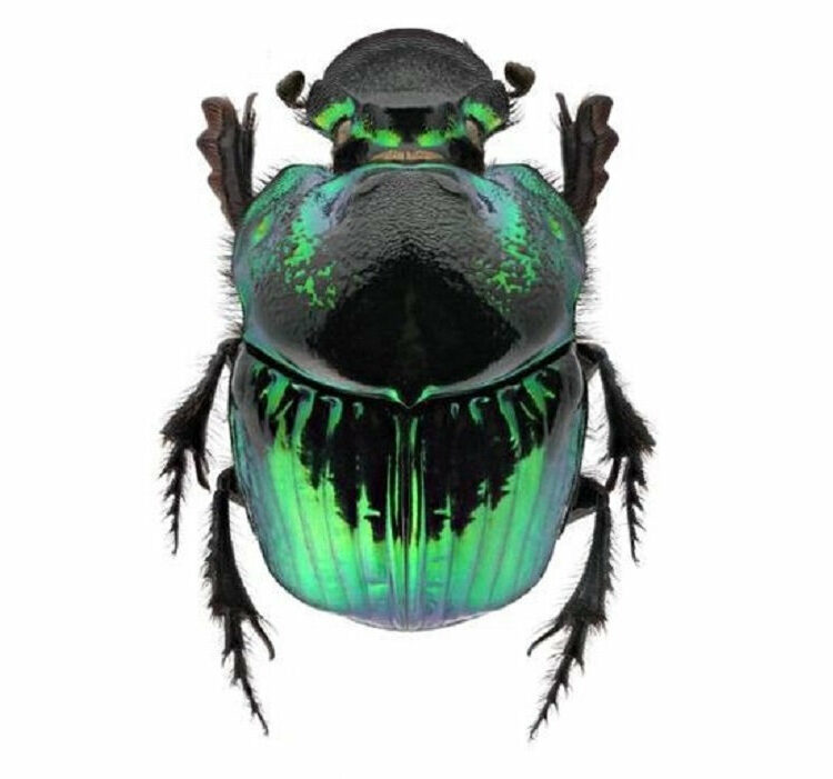 ONE Real Green Phanaeus demon female scarab dung beetle pinned
