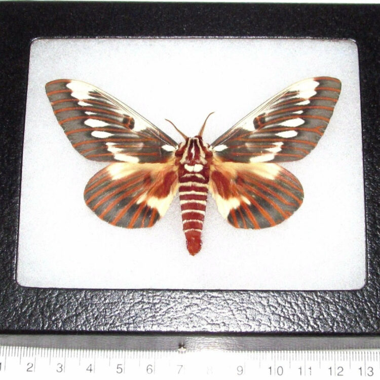 Real framed saturn moth red Citheronia splendens hickory horned devil Arizona
