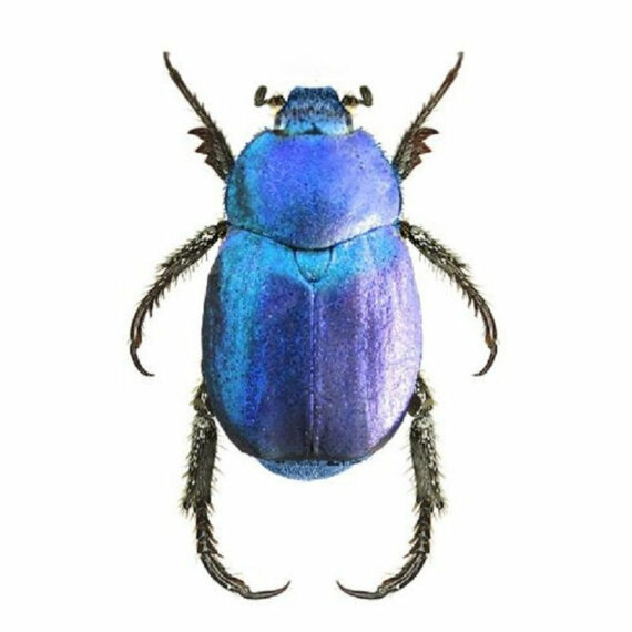 One Real Metallic blue Hoplia coerulea scarab beetle unmounted pinned France