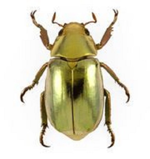 One Real Metallic gold scarab beetle Chrysina resplendens Costa Rica A- craft grade unmounted pinned
