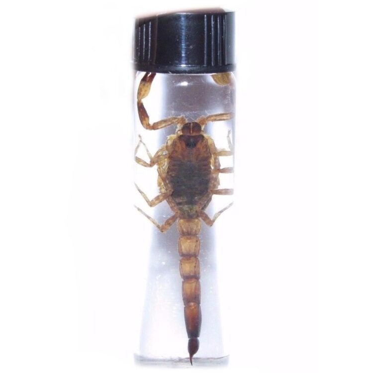 arizona gold bark scorpion wet specimen