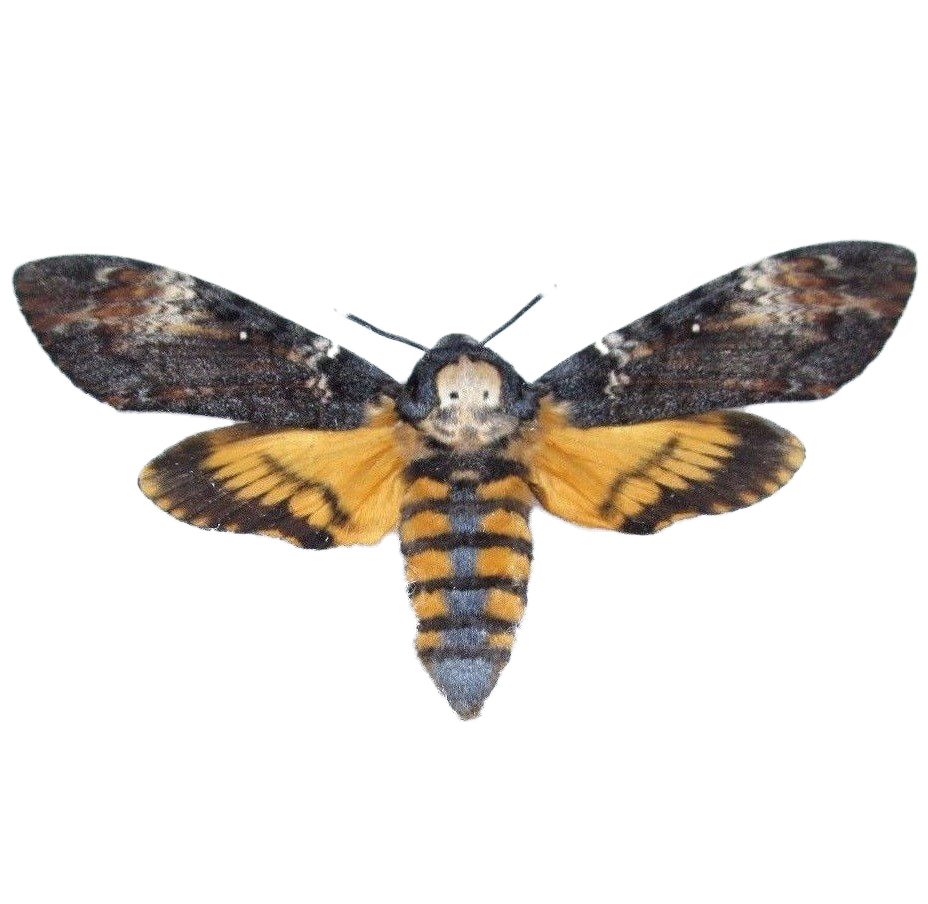 Deaths Head Hawk Moth Acherontia Atropos Real Moth In Frame