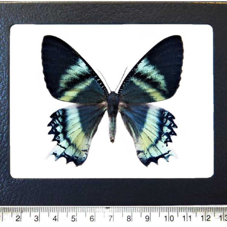 Alcides orontes blue green black day flying moth Indonesia