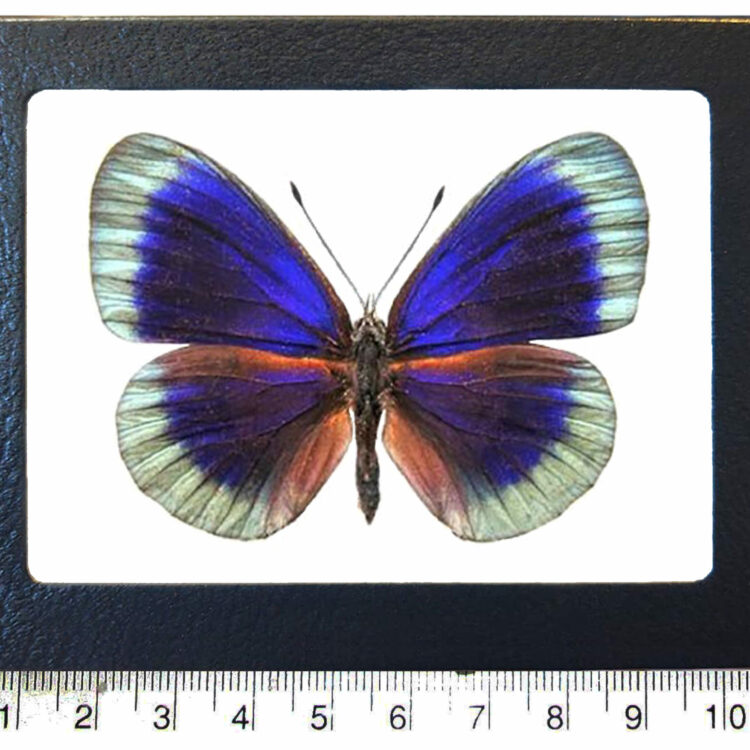 Asterope degandii blue green butterfly Peru Framed