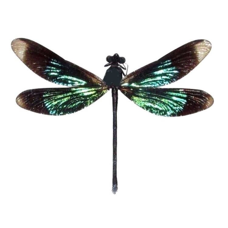 Calopteryx virgo dragonfly
