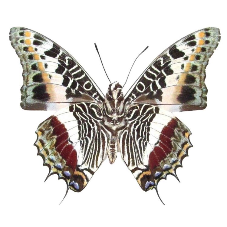 Charaxes castor red black white butterfly verso Africa