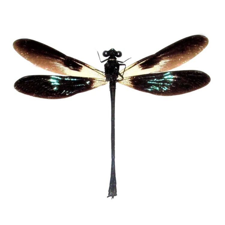 Euphaea variegata green black dragonfly damselfly Indonesia
