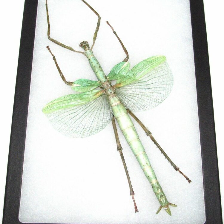Eurycnema versirubra green framed stick bug Indonesia