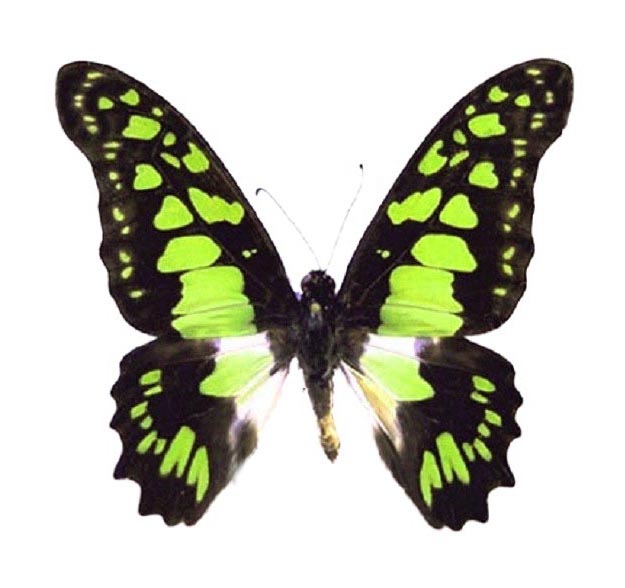 Graphium tyndareus green black butterfly Africa