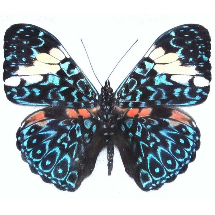 Hamadryas amphinome blue white butterfly Peru