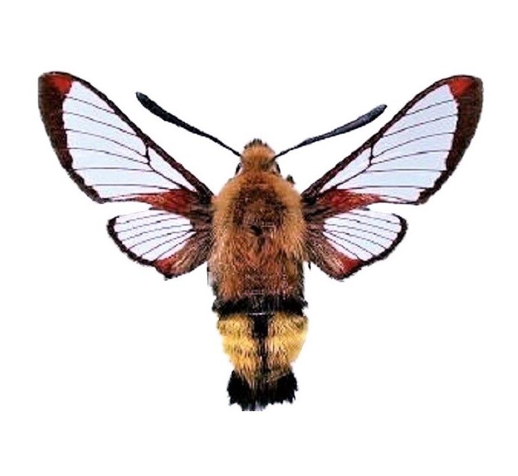 Hemaris thetis snowberry clearwing sphinx moth Montana USA