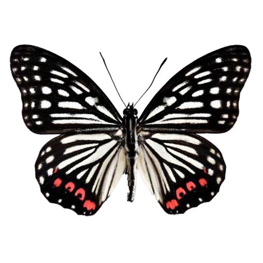 Hestina assimilis black white red pink butterfly China