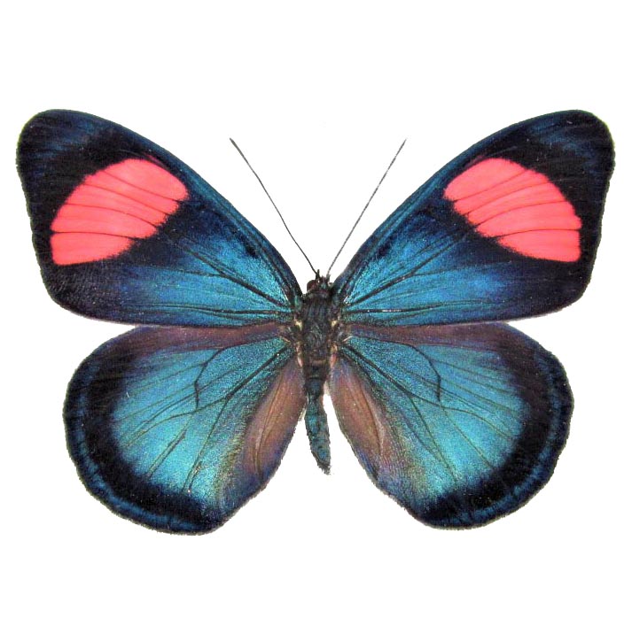 Batesia hypochlora blue pink black clown butterfly Peru