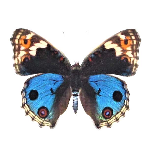 Junonia orithya blue buckeye butterfly Japan