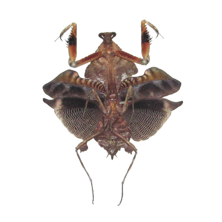Mantis Deroplatys lobata dark