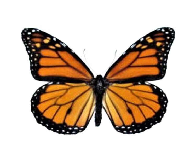 monarch butterflies for sale