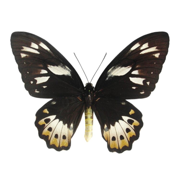 Ornithoptera priamus female