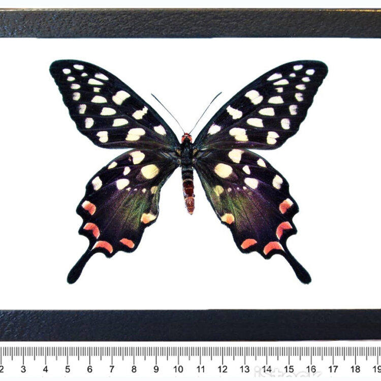 Papilio antenor framed