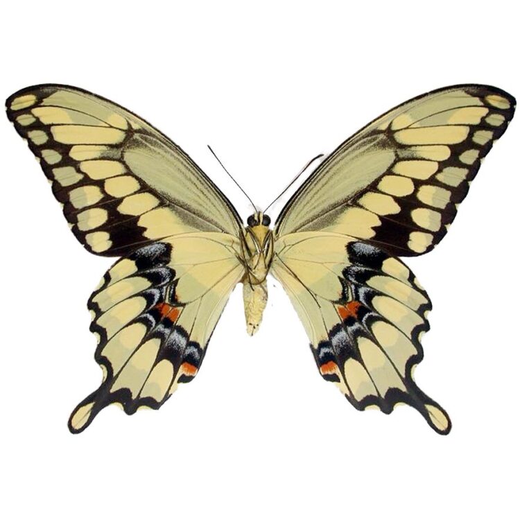 Papilio cresphontes Arizona