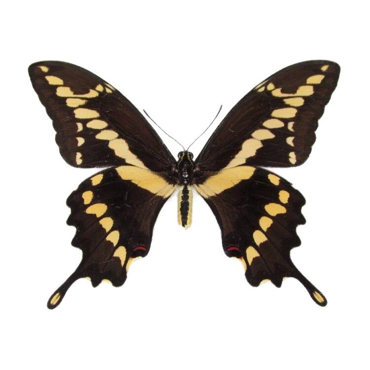 Papilio cresphontes butterfly
