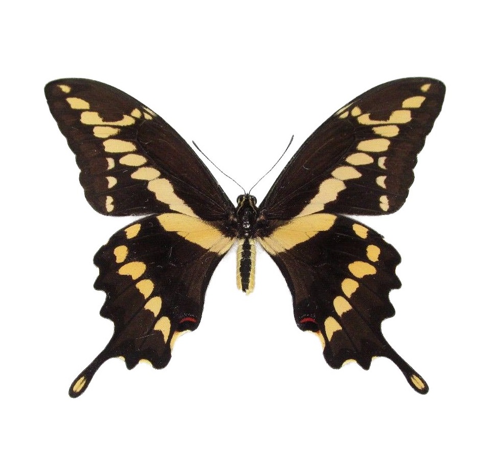 MB20 A+/A Papilio manguru  Butterflies & Moths Swallowtail Papilio 