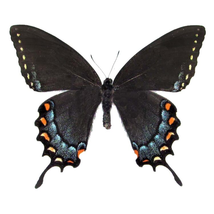 Papilio glaucus black female