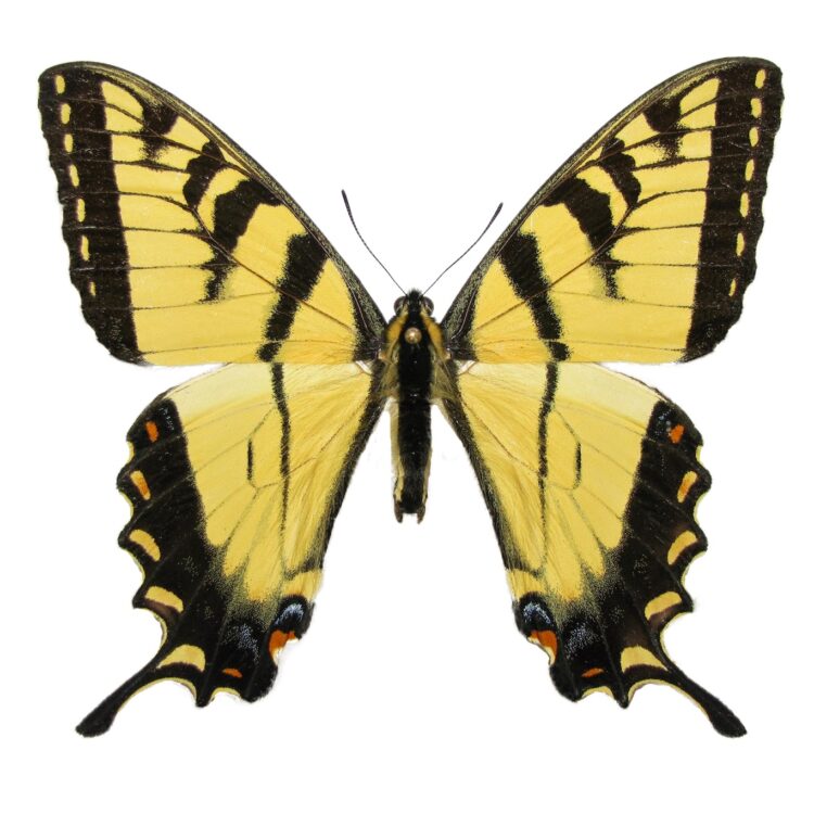 Papilio glaucus male