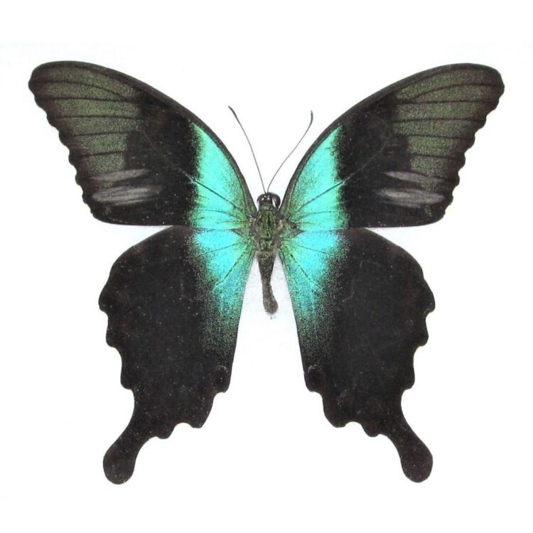 Papilio peranthus Indonesia