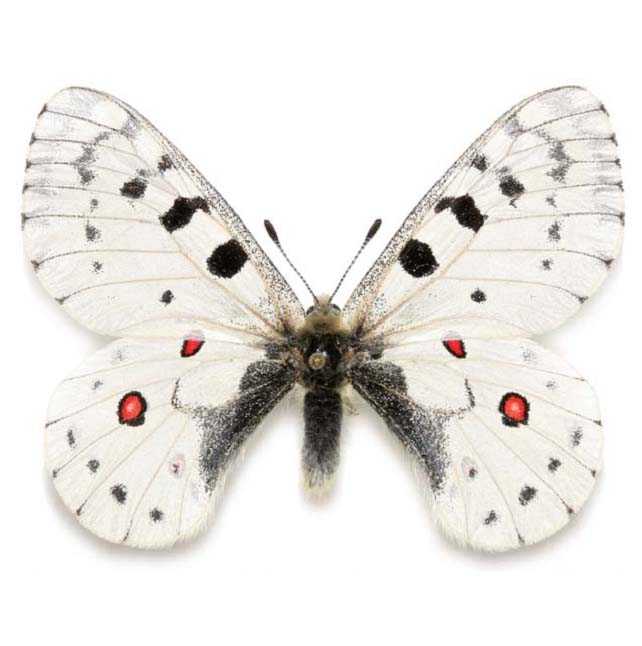Parnassius white butterfly